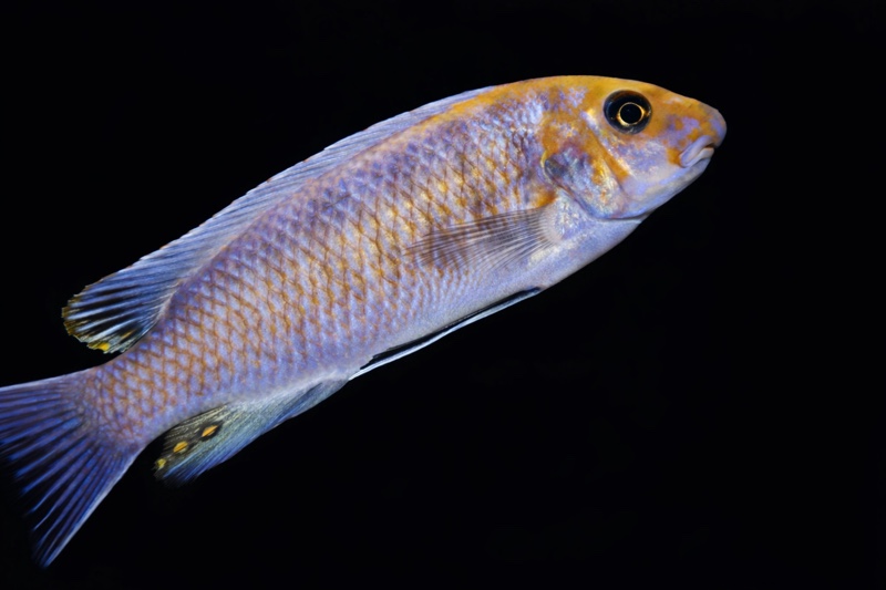 Labeotropheus trewavasae 'Pombo Rocks'